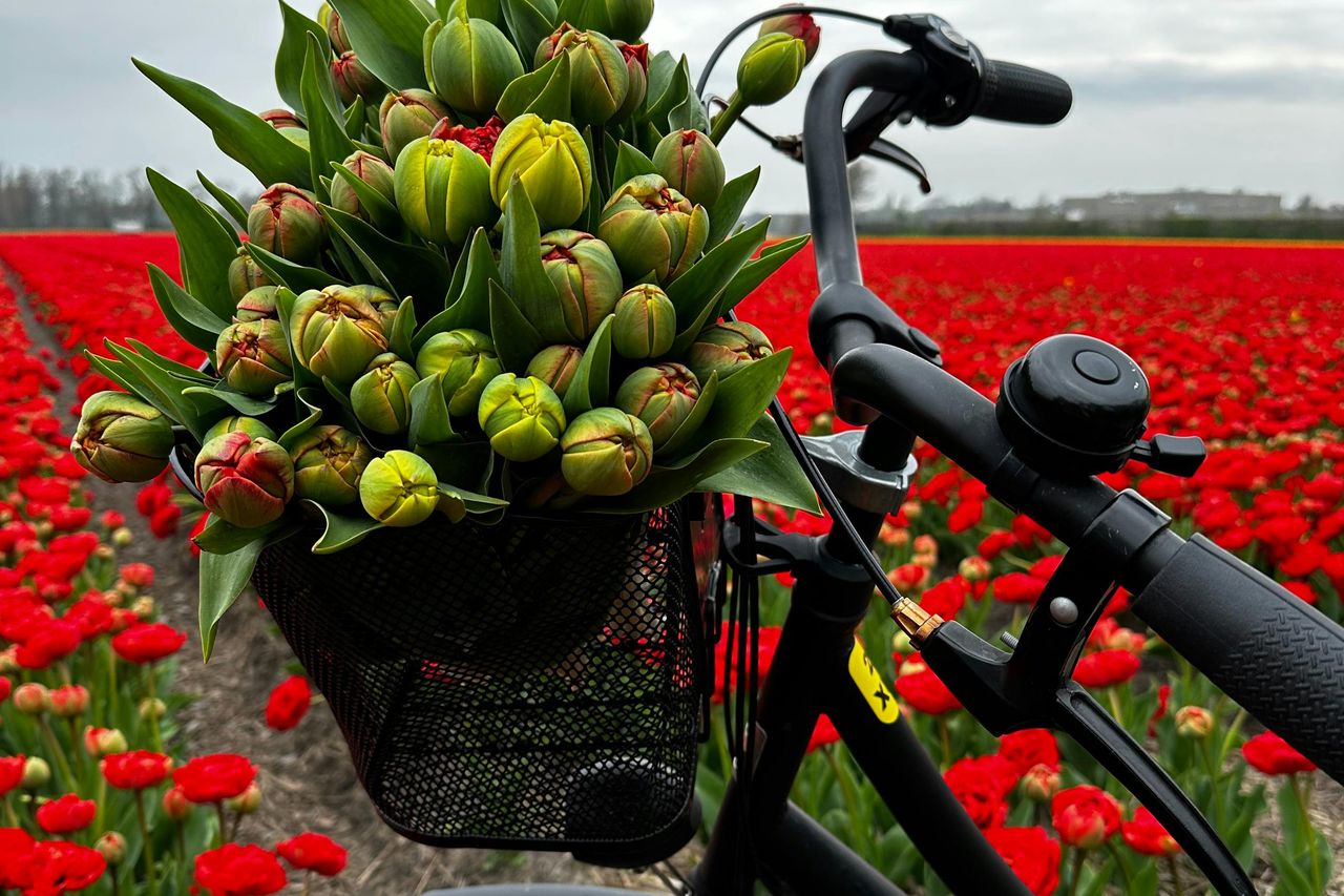 Amsterdam: Tour in bicicletta dei campi di tulipani in piccoli gruppi — 7
