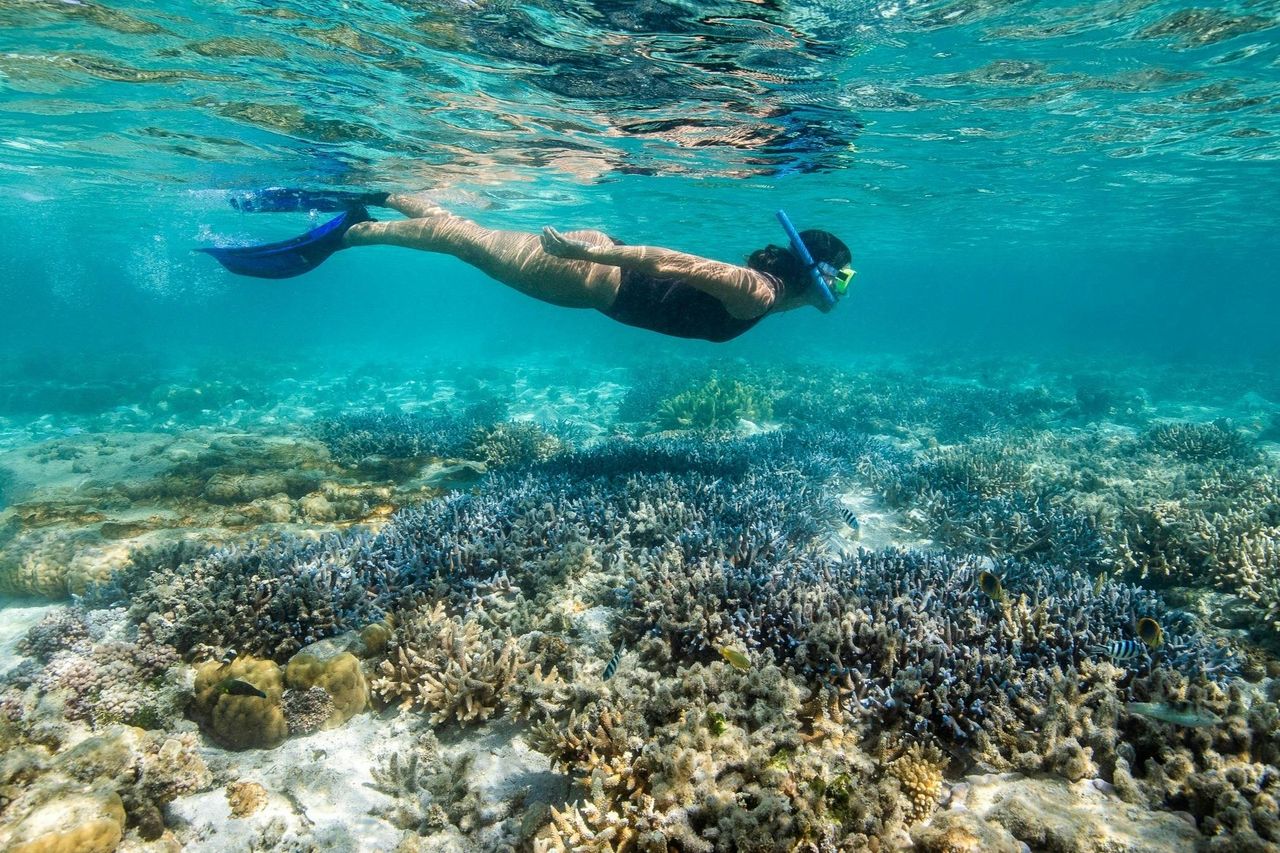Hook Island: Tour in barca a vela da Airlie Beach + Snorkeling + Pranzo — 3