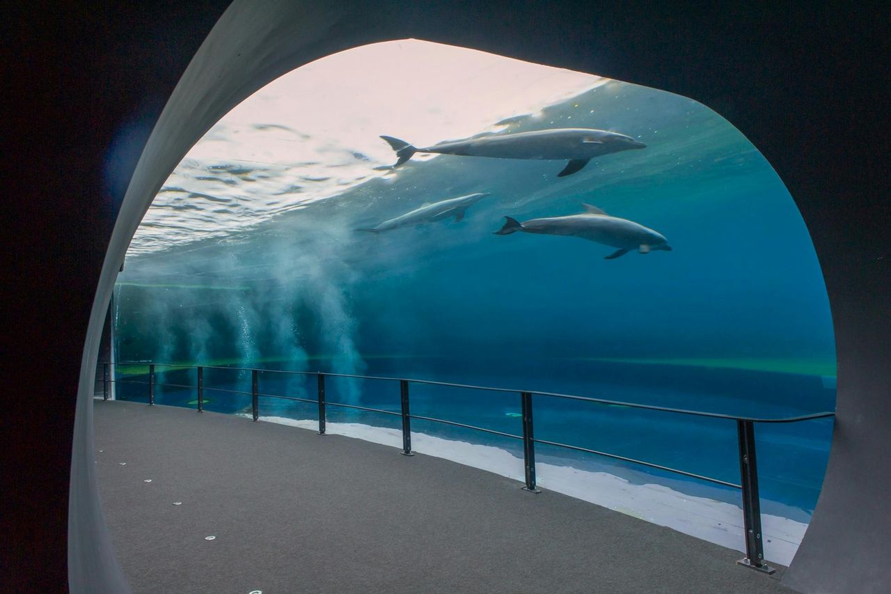 Acquario di Genova: Biglietto con accesso rapido + Museo Impossibile — 6