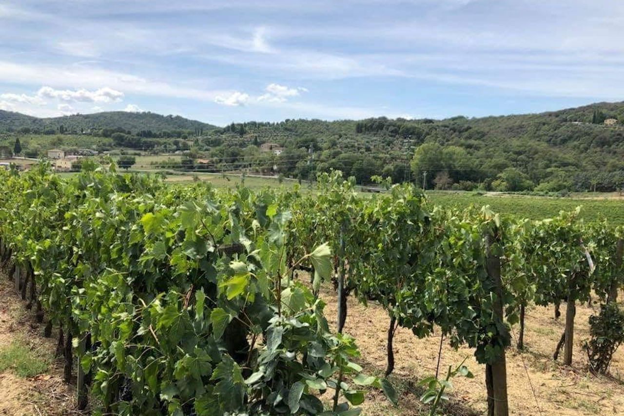 Arezzo: degustazione di vini in Val di Chiana