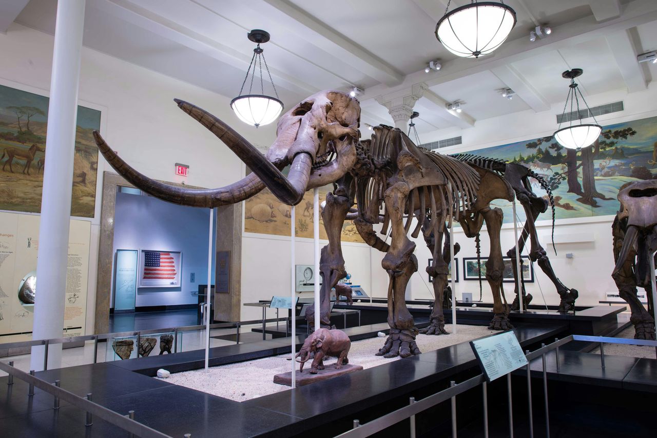 American Museum of Natural History (AMNH): Biglietto d'ingresso — 7