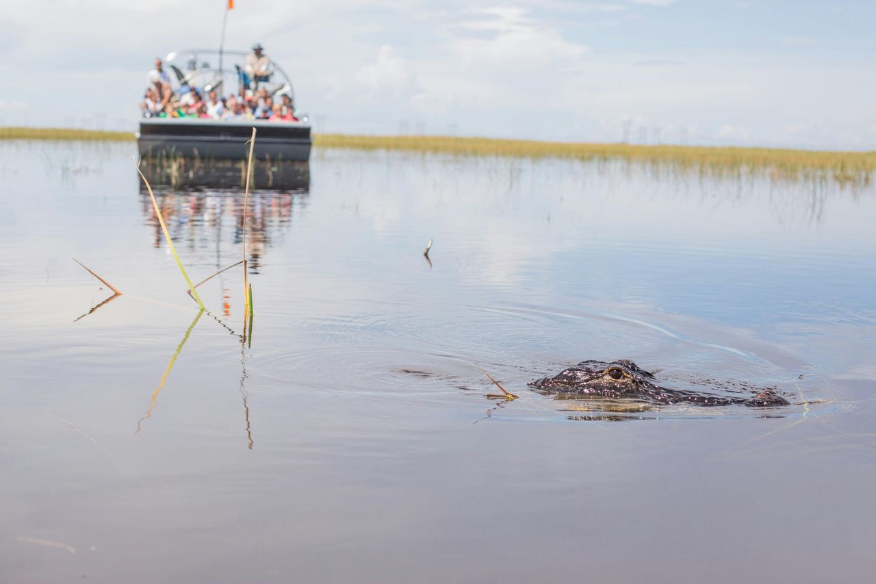 Fort Lauderdale: Pacchetto avventura nelle Everglades della Florida — 4