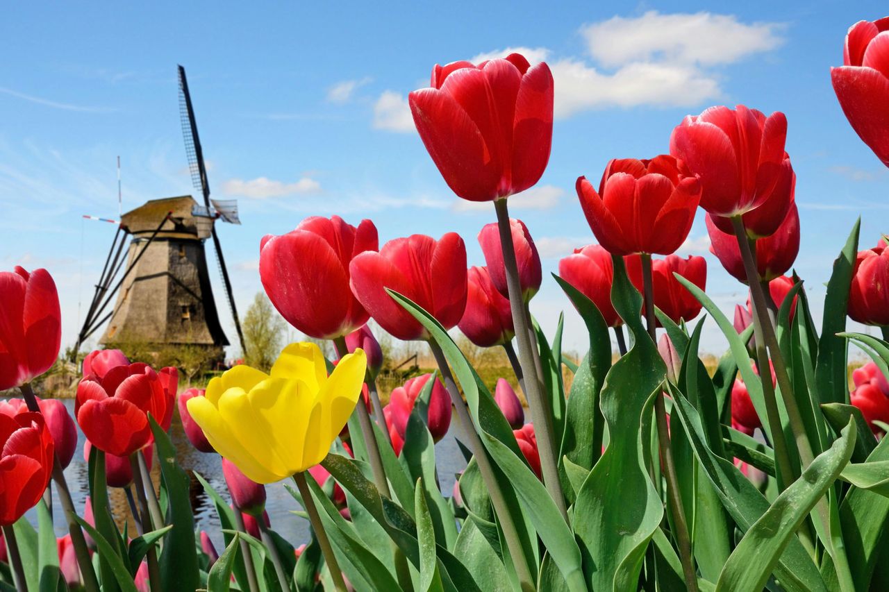 Keukenhof: Ingresso + Trasferimento in autobus di andata e ritorno dalla Torre di A'dam
