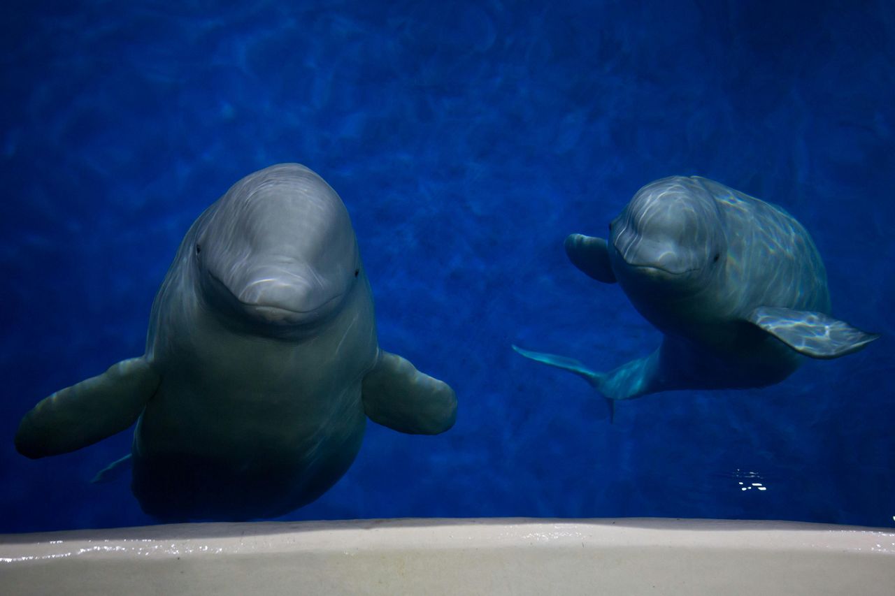 Sea Life Trust Beluga Whale Sanctuary: Salvataggio e acquario delle pulcinelle di mare — 5