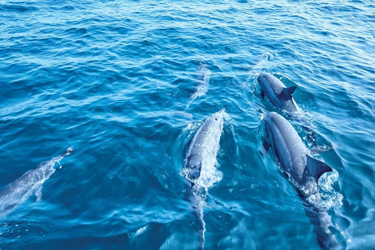 Maiorca: Tour in barca con fondo di vetro per l'osservazione dei delfini da Paguera