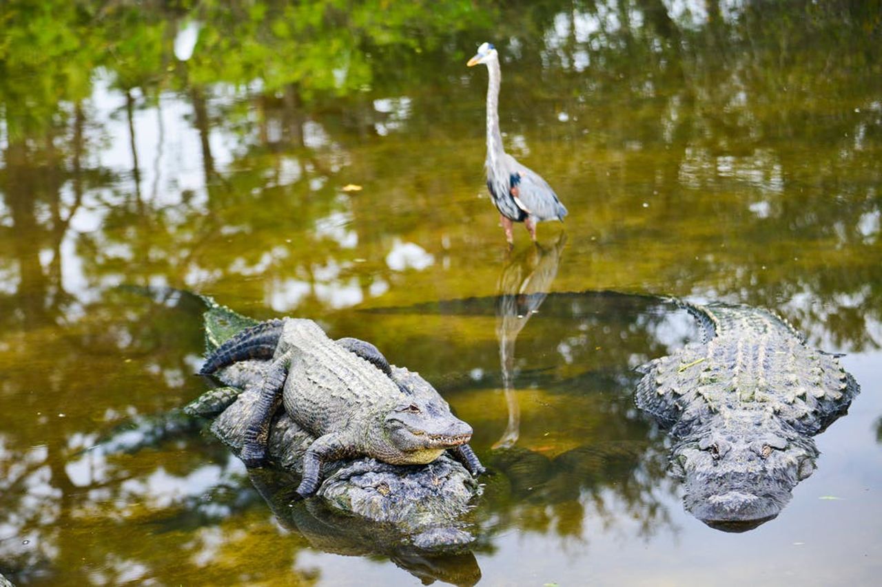 Fort Lauderdale: Avventura in motoscafo nelle Everglades della durata di 60 minuti Gator Nights — 5