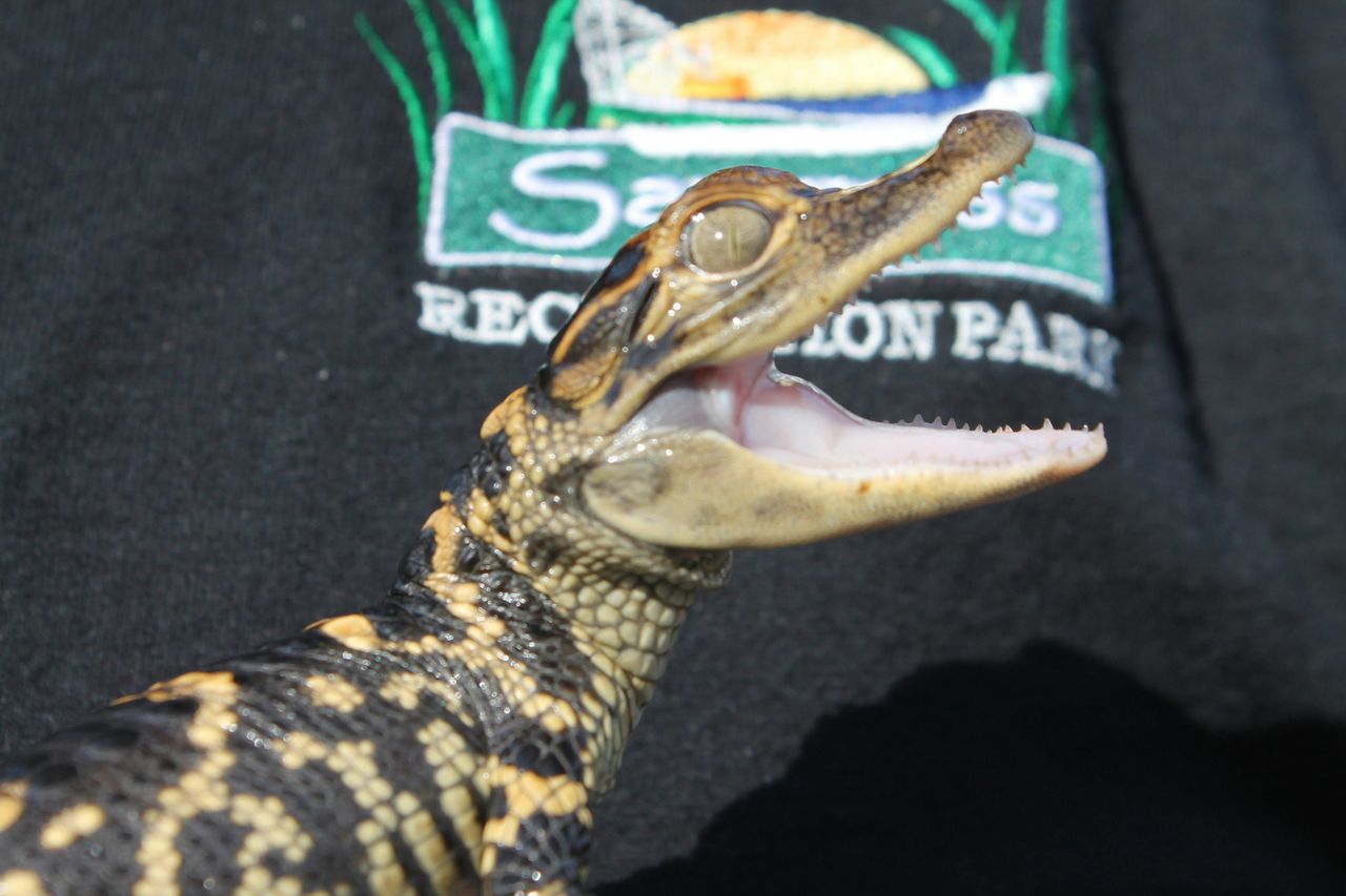 Fort Lauderdale: Pacchetto avventura nelle Everglades della Florida — 2