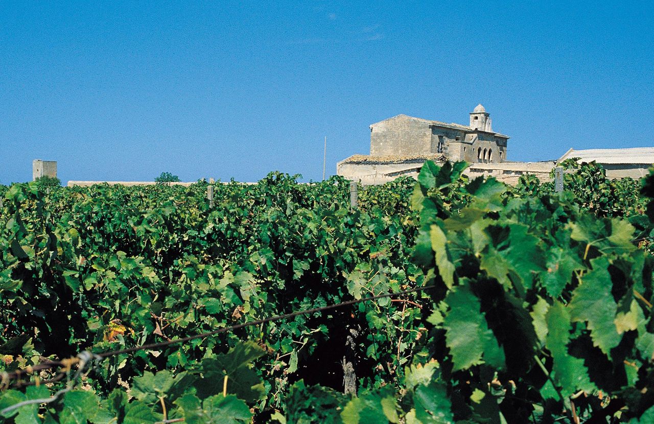 Degustazione di vini nella storica Cantina Alagna a Marsala — 3