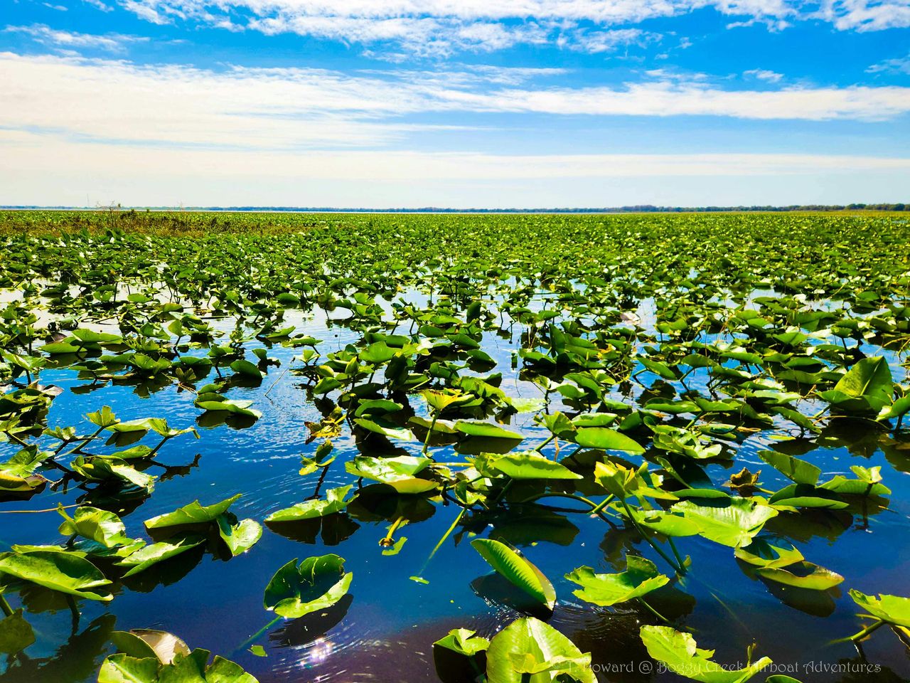 Kissimmee: tour in motoscafo delle Everglades di 1 ora a Boggy Creek — 5