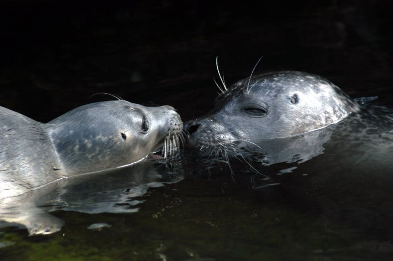Acquario di Genova: Ingresso riservato — 6