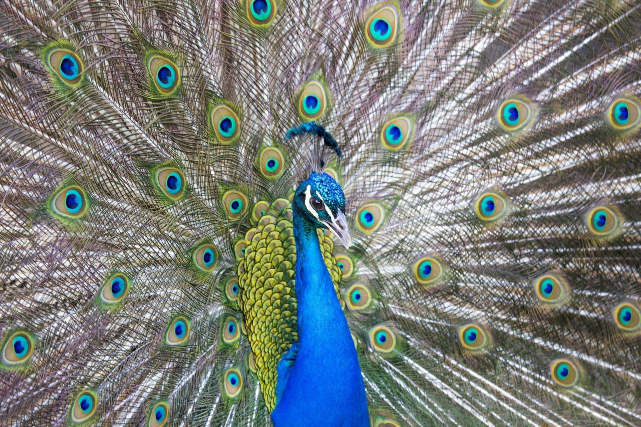 Zoo del Bronx: Biglietto d'ingresso — 5
