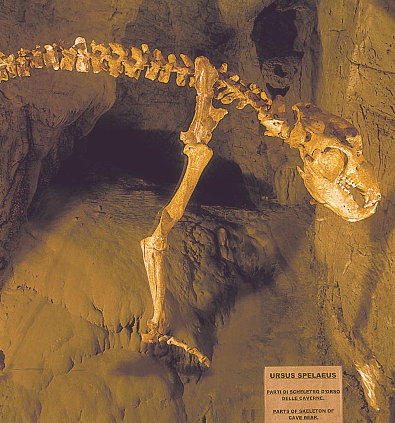 Grotte di Toirano: Biglietto con accesso rapido — 3