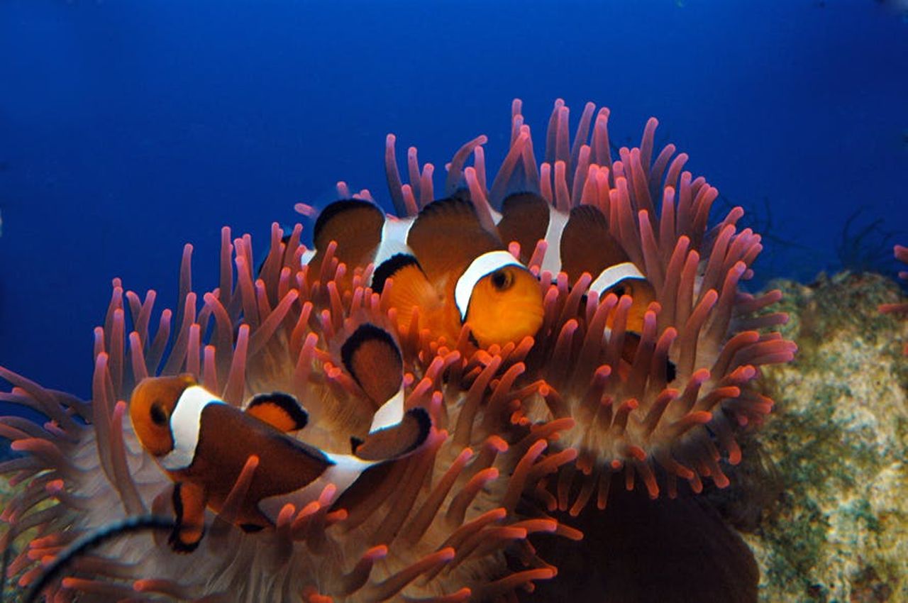 Acquario di Genova: Ingresso riservato — 5