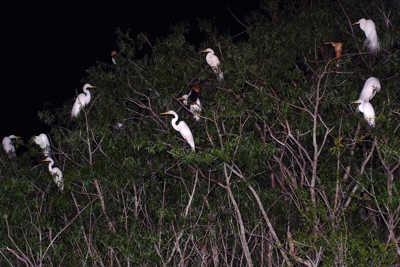Kissimmee: tour notturno delle Everglades in motoscafo di 1 ora a Boggy Creek — 4
