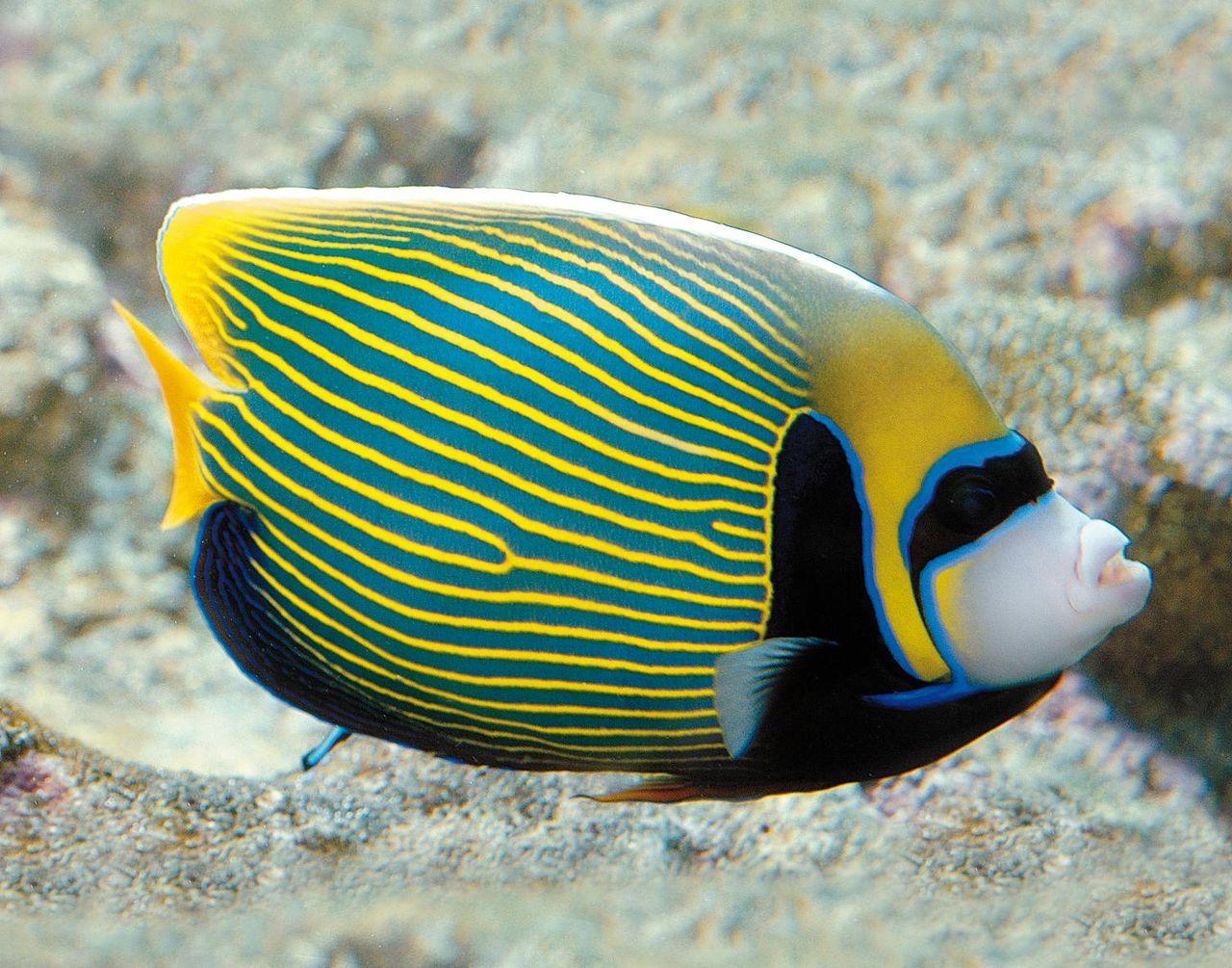 Acquario di Genova: Ingresso riservato — 8