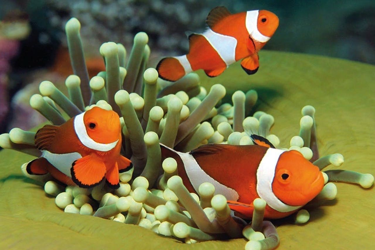 Acquario di Palma: Biglietto d'ingresso + trasferimento dalla zona di Calvià — 6