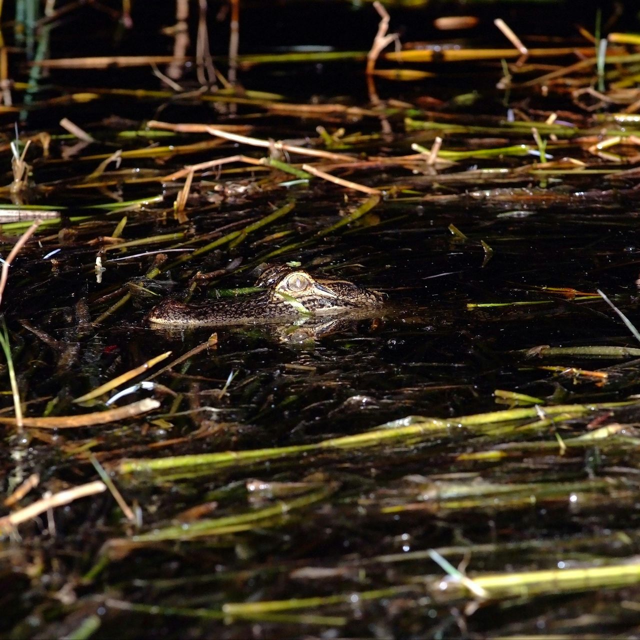 Kissimmee: tour notturno delle Everglades in motoscafo di 1 ora a Boggy Creek — 7