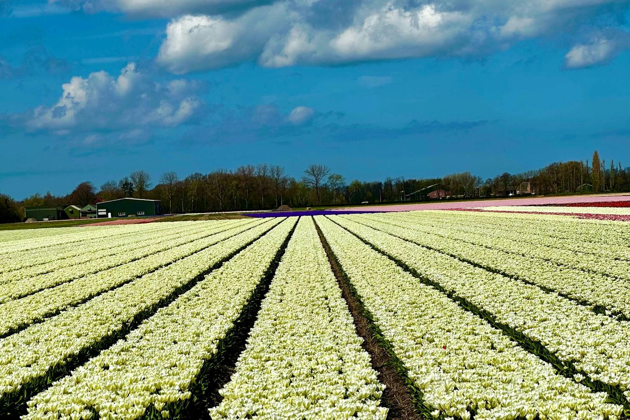 Amsterdam: Tour in bicicletta dei campi di tulipani in piccoli gruppi — 3