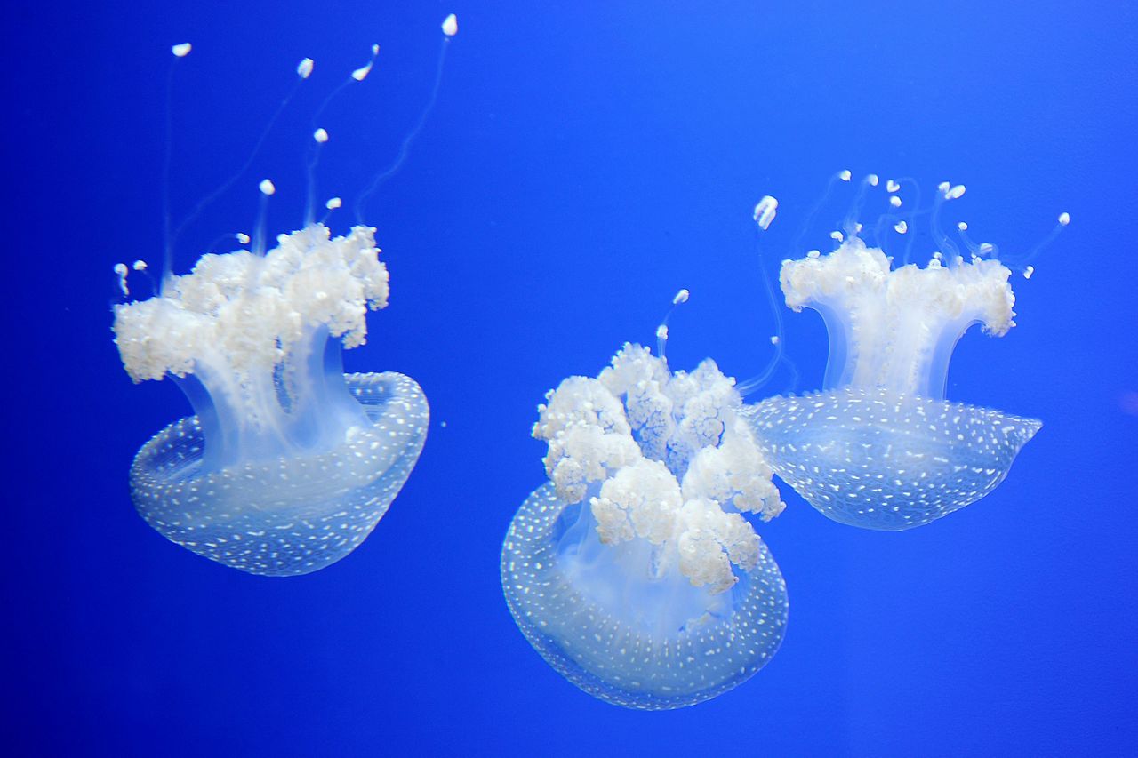 Acquario di Genova: Biglietto d'ingresso + Esperienza alimentare