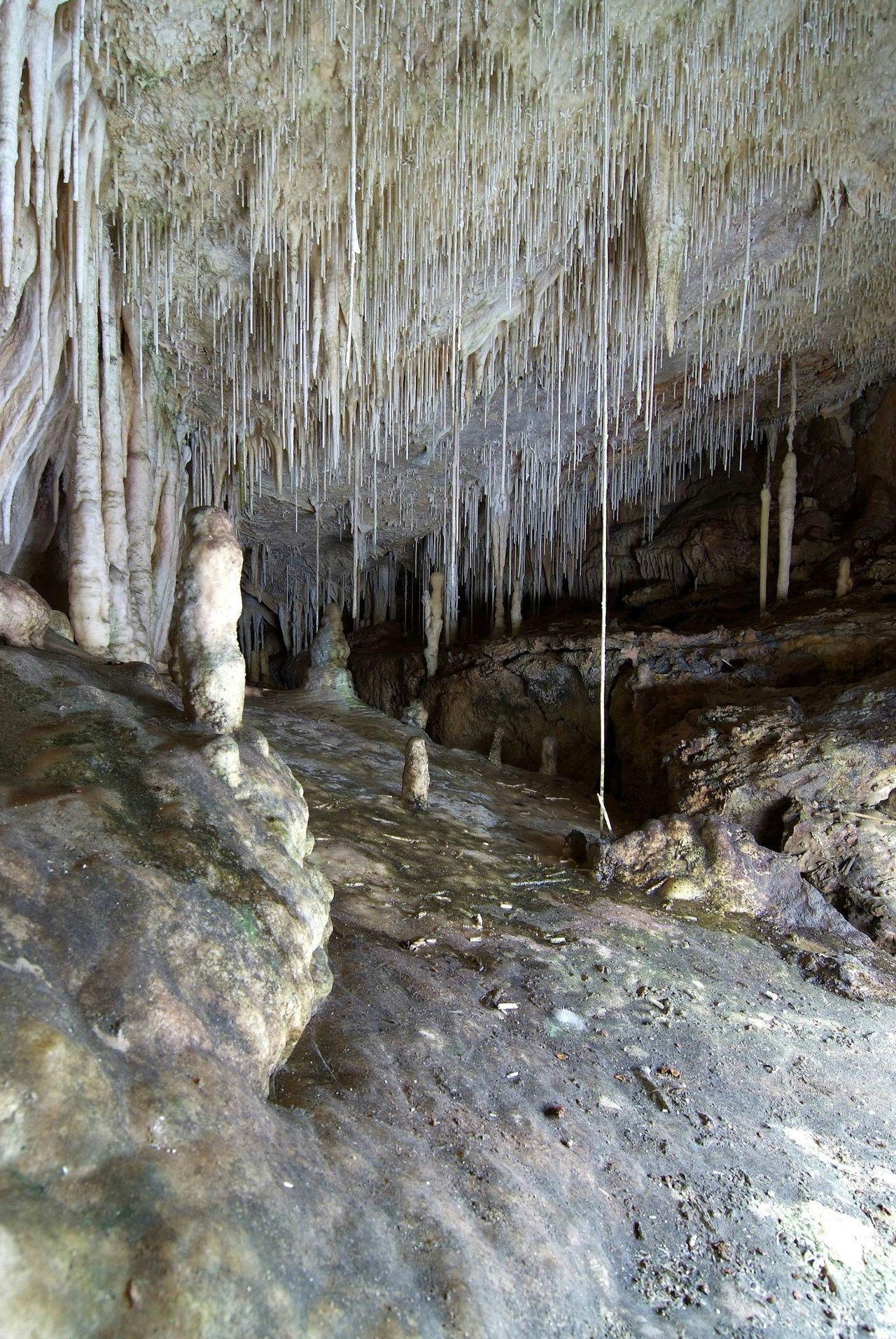 Grotte di Campanet: Biglietto salta-coda — 3