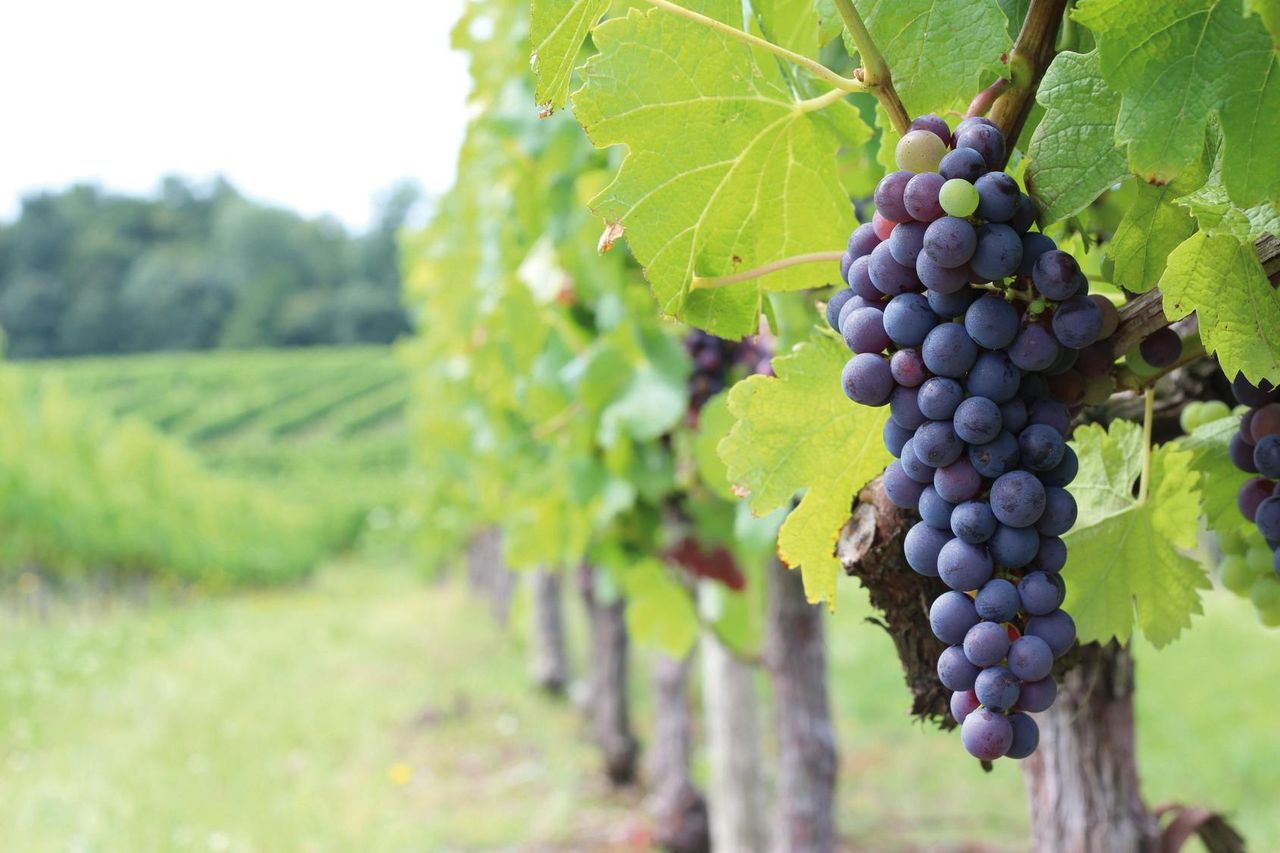 Médoc: Tour dei Vini di Mezza Giornata da Bordeaux — 6