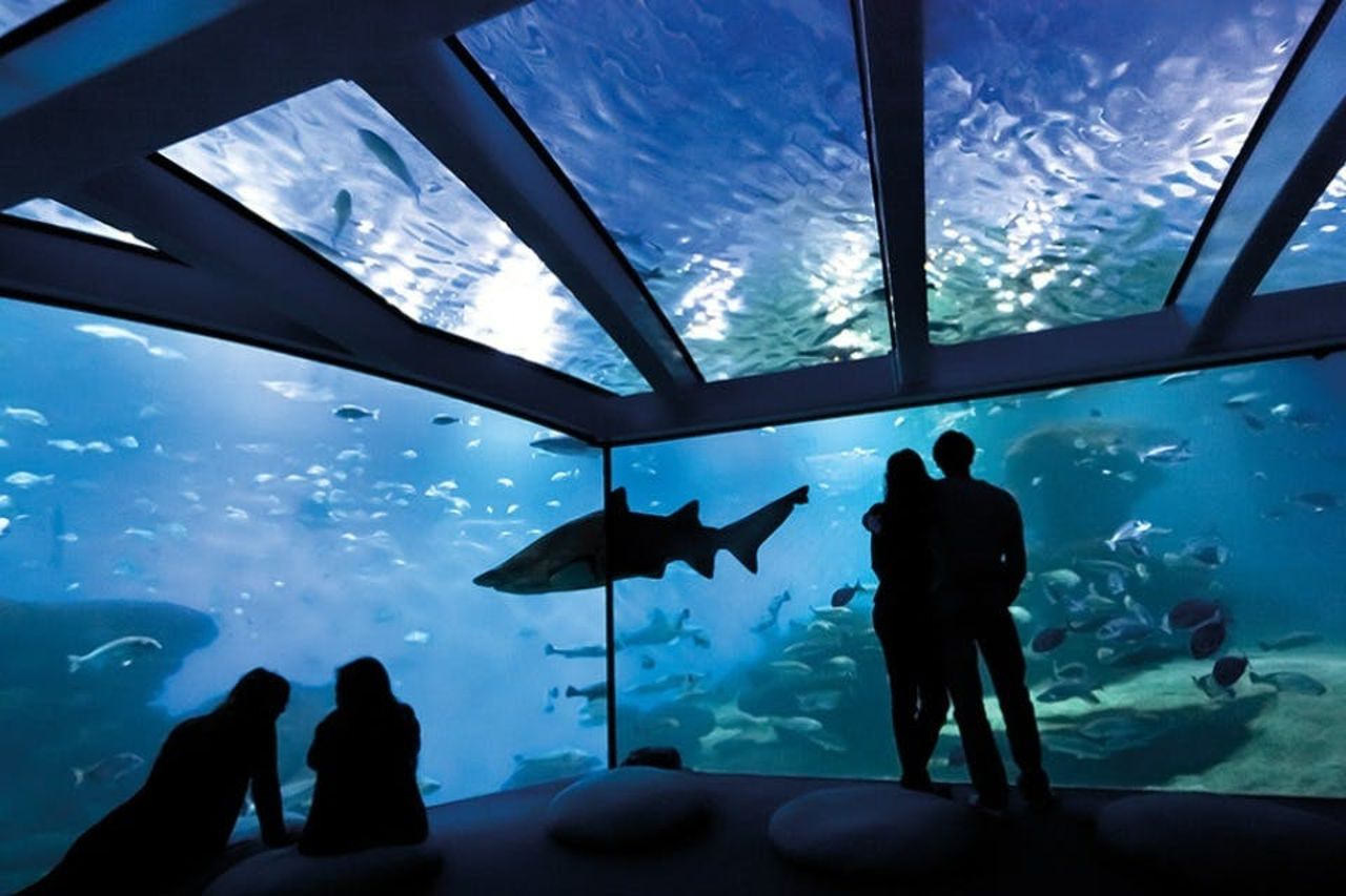 Acquario di Palma: Biglietto d'ingresso + trasferimento dalla zona di Calvià