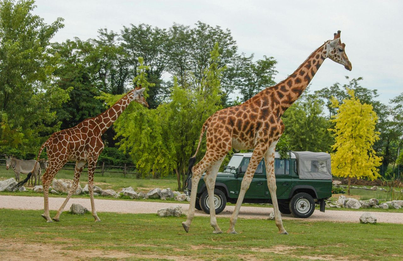 Parco Natura Viva: Biglietto a data aperta — 9