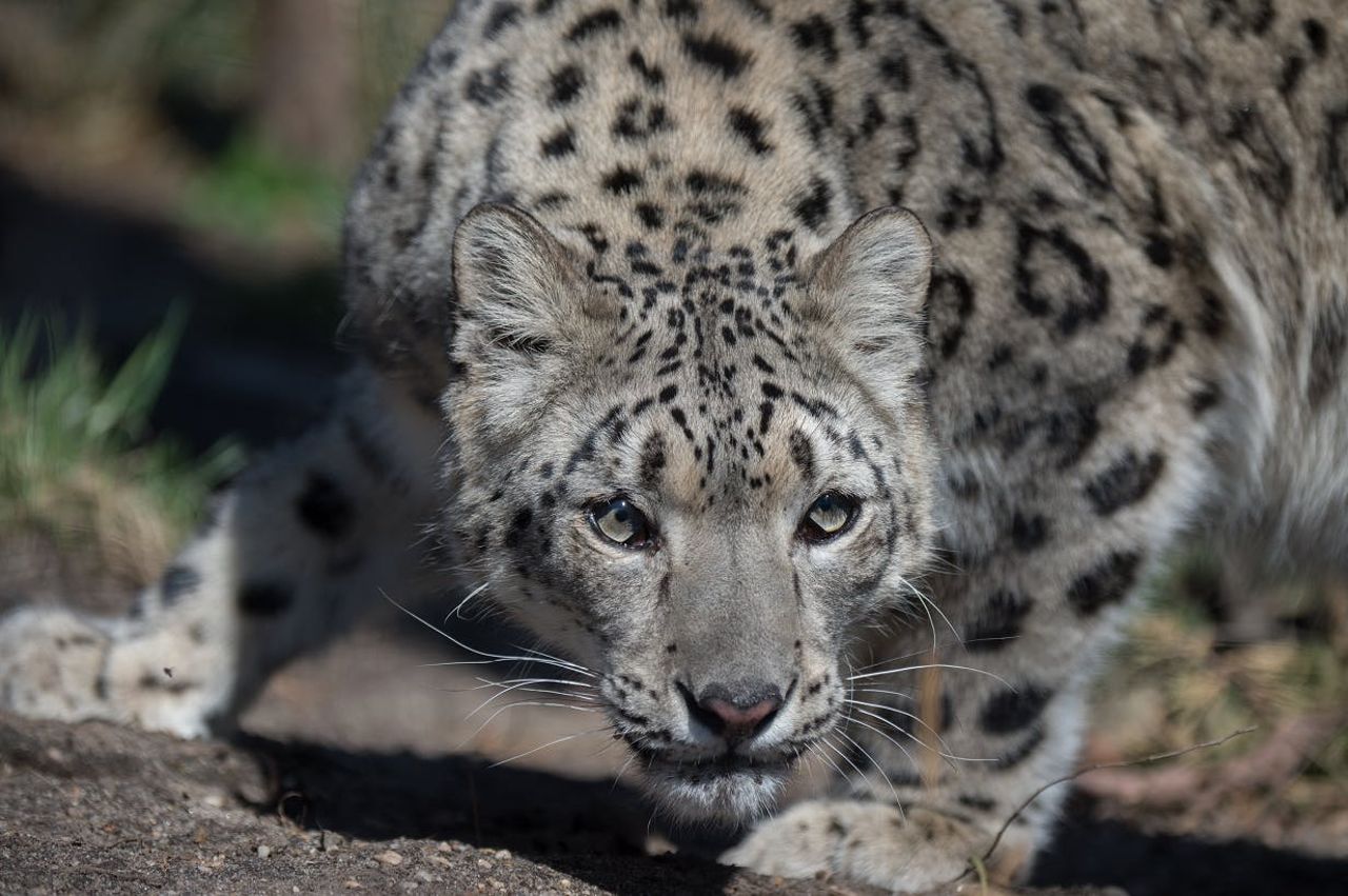 Zoo di Central Park: Biglietto d'ingresso — 7
