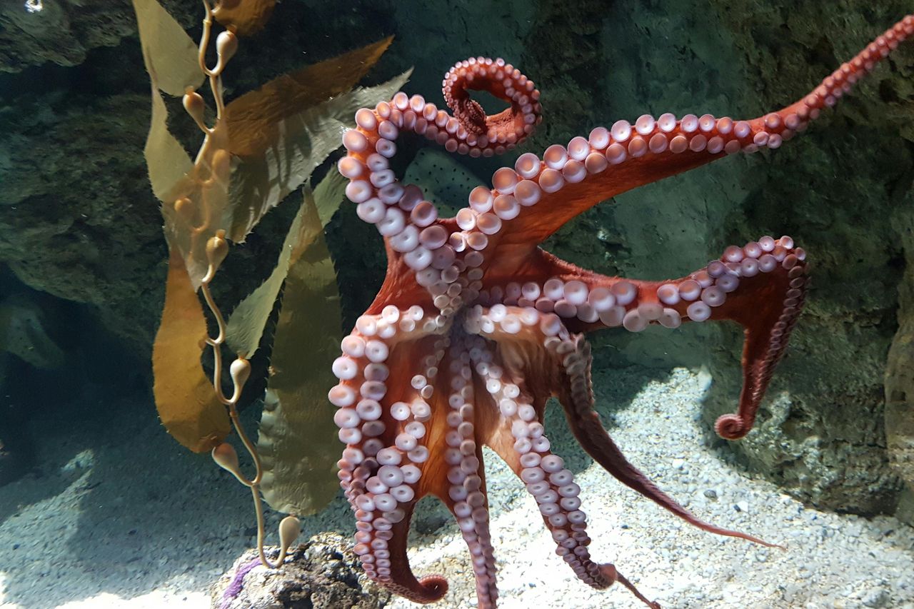 Acquario di Genova: Biglietto con accesso rapido + Museo Impossibile — 4