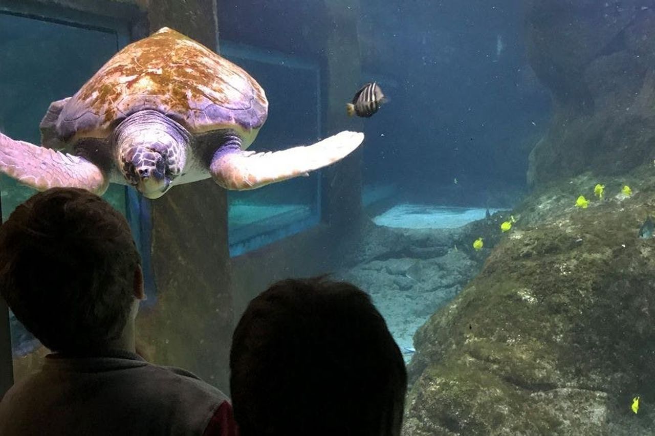 Marineland Mallorca: Biglietto salta-coda — 5