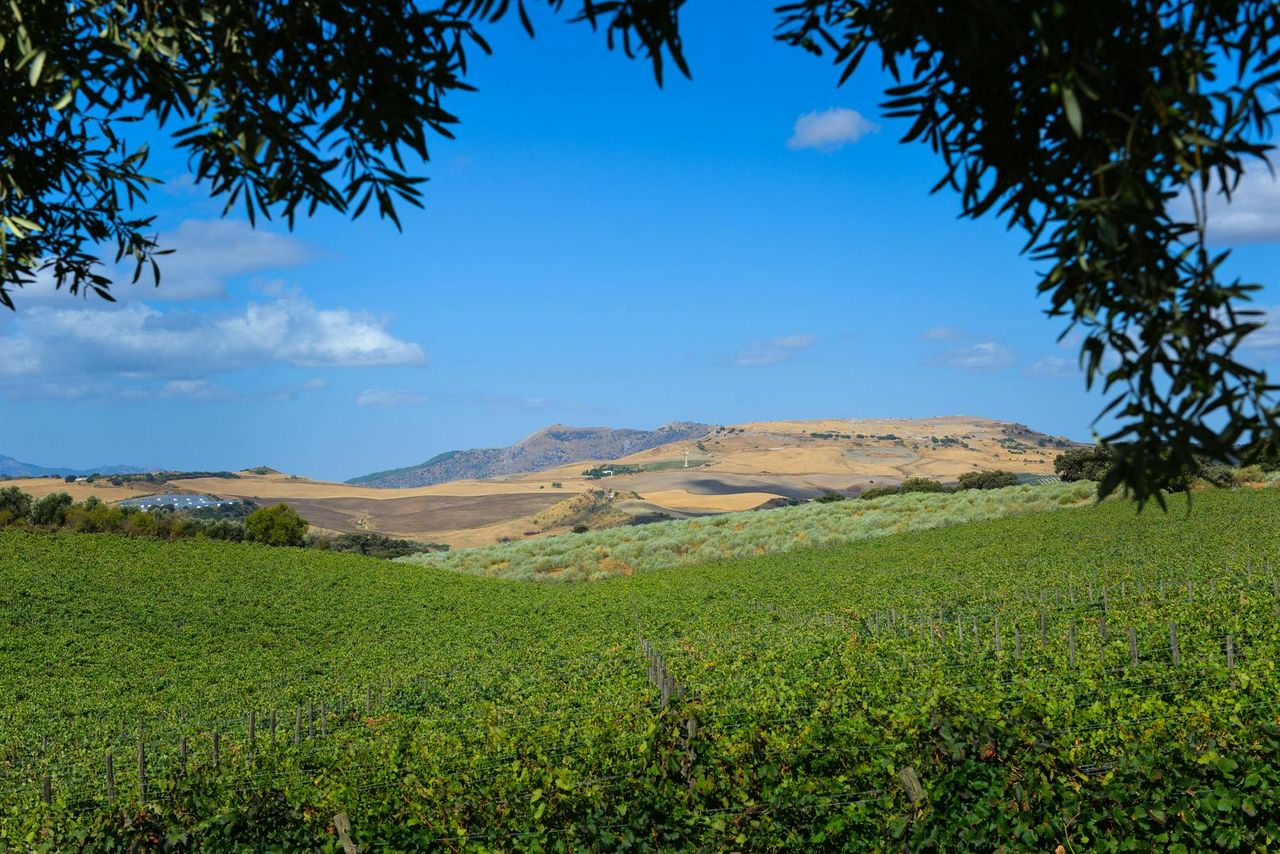 Bodega Doña Felisa: Tour Guidato e Degustazione di Vino o Pranzo — 8
