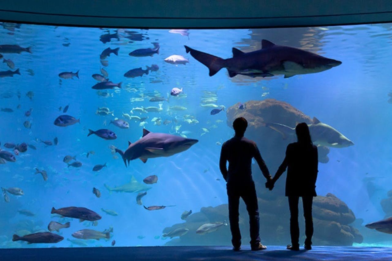 Palma Aquarium: Biglietto salta-coda + Cinema Aquadome 3D opzionale