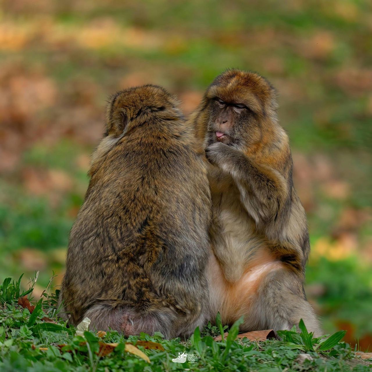 Parco Natura Viva: Biglietto a data aperta — 8