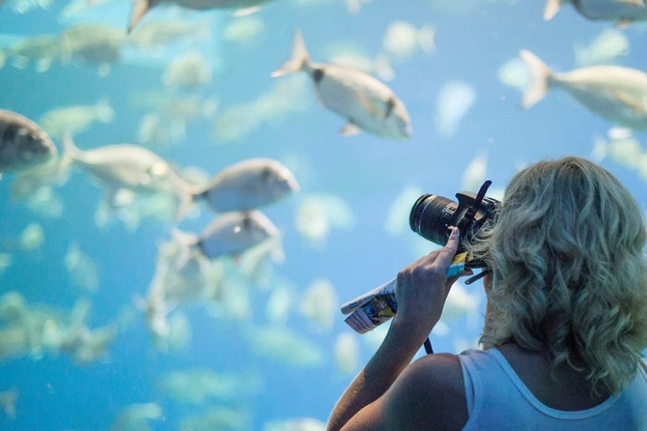 Acquario di Palma: Biglietto d'ingresso + trasferimento dalla zona di Calvià — 8