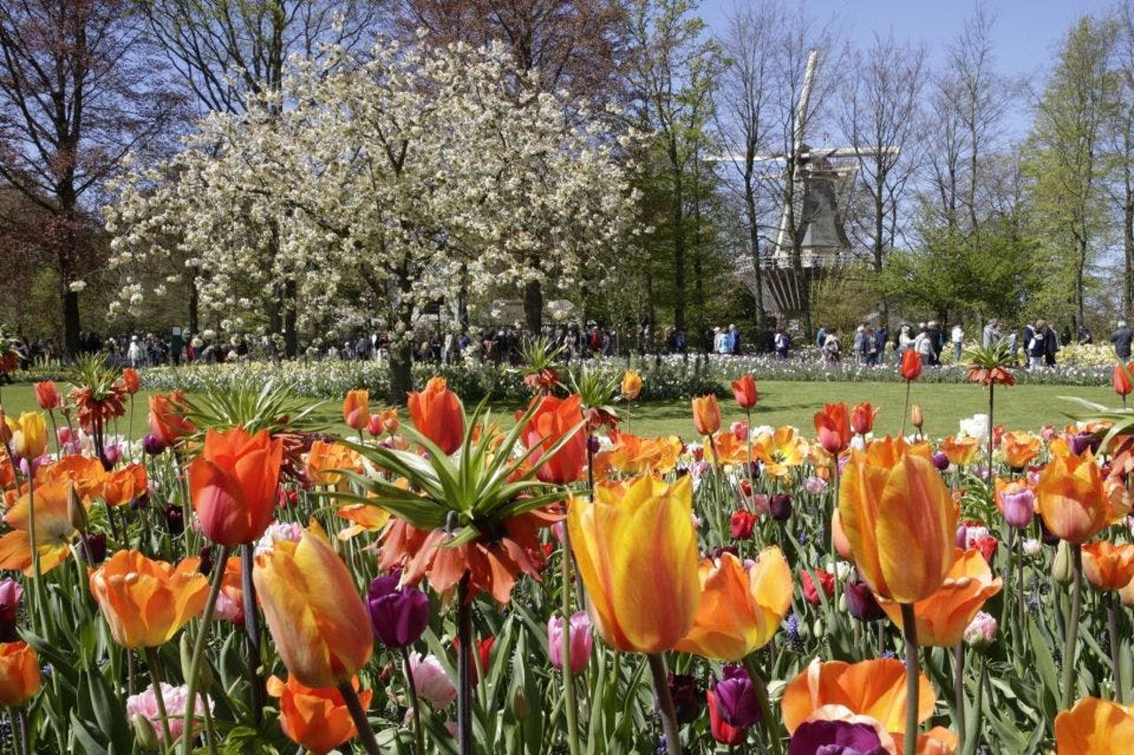 Keukenhof: Tour + Fattoria dei tulipani + Tour in barca dei mulini a vento — 5