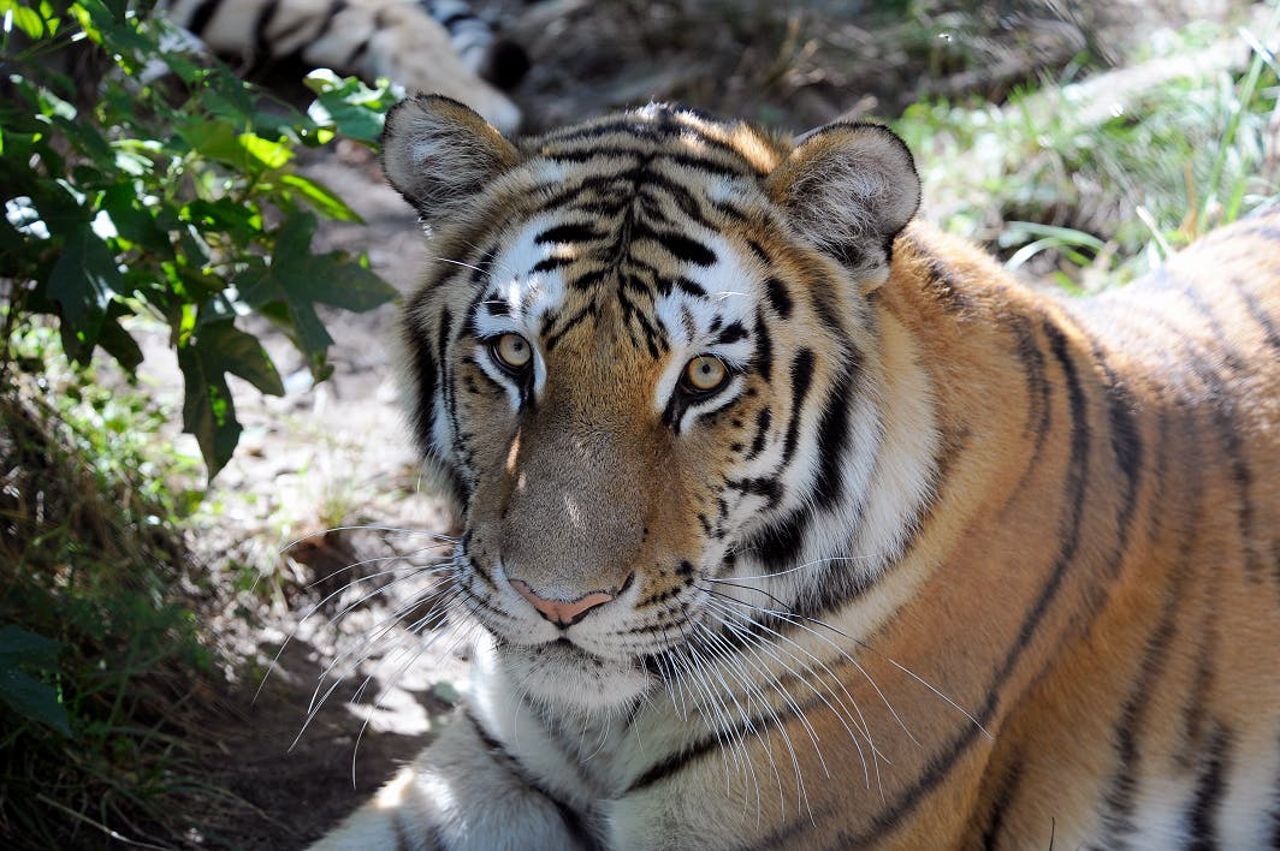 Zoo del Bronx: Biglietto d'ingresso — 7