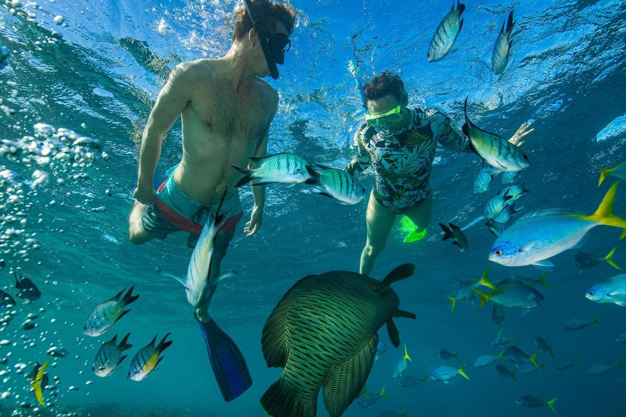 Airlie Beach: Tour in barca a vela di Lady Enid a Whitehaven Beach + Snorkeling — 4