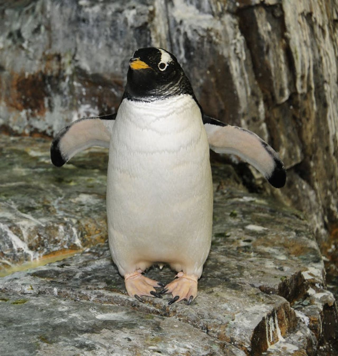 Zoo di Central Park: Biglietto d'ingresso — 8