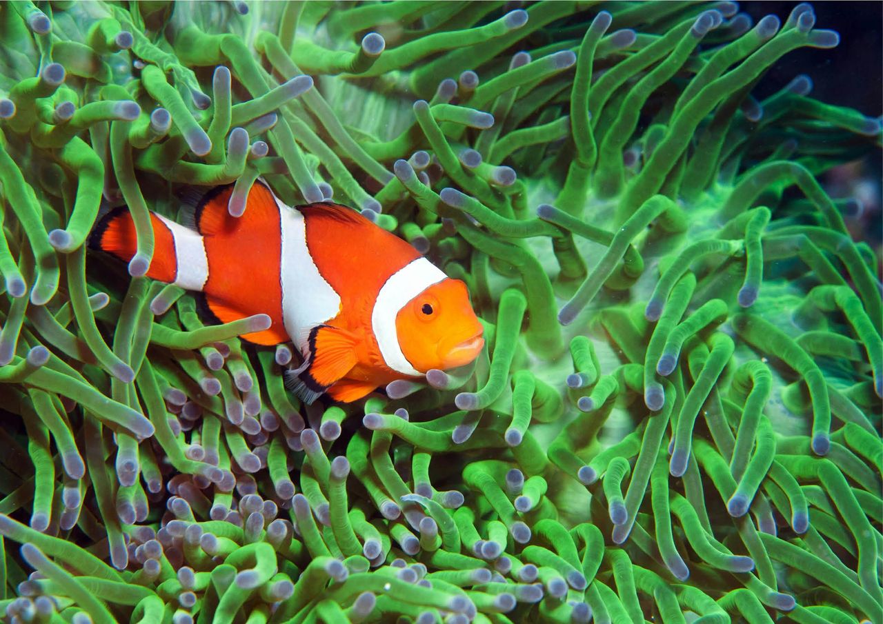 Acquario di Cattolica: Biglietto con accesso rapido — 2