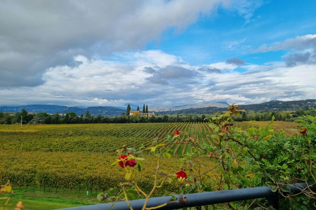 Lago di Garda: Degustazione di vini + Tour dei vigneti di Bardolino — 3