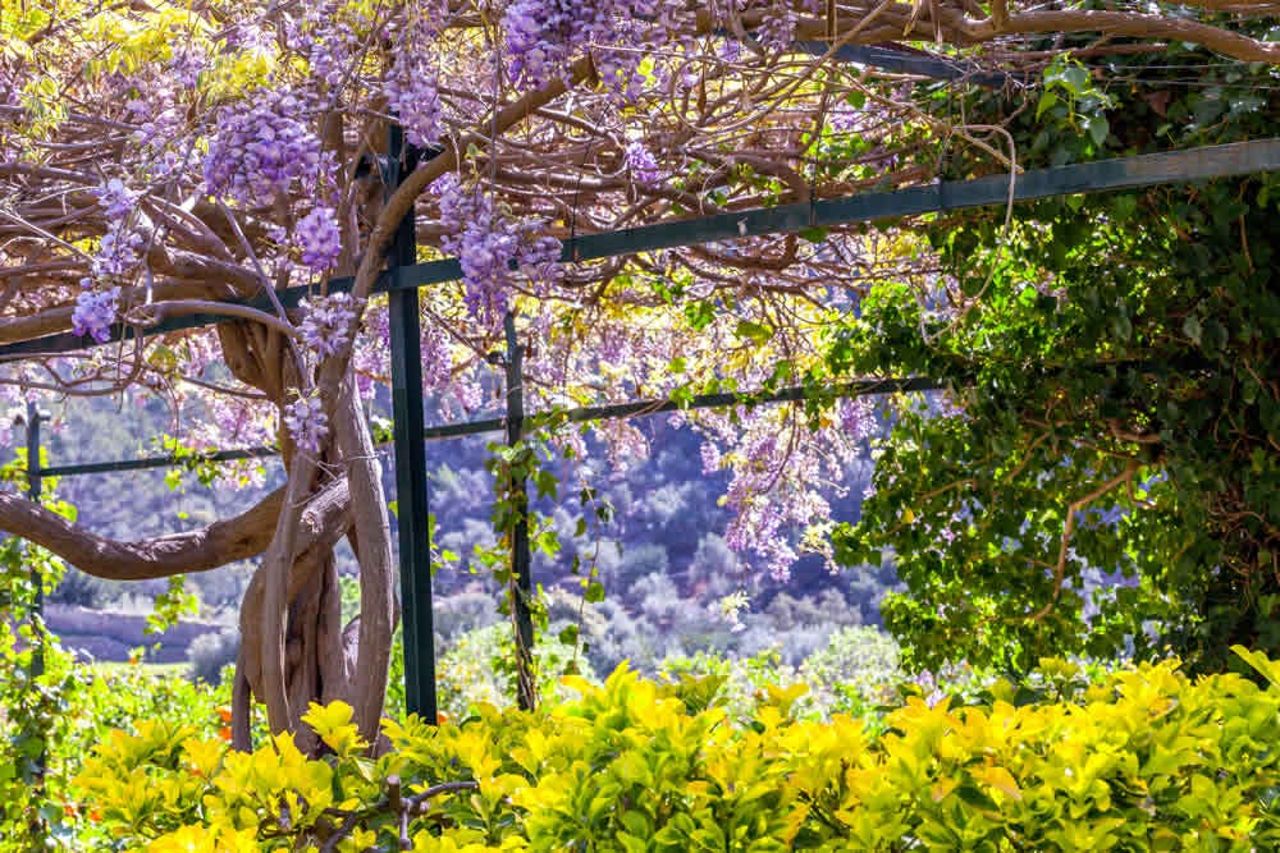 Giardini di Alfabia: Biglietto salta-coda — 2