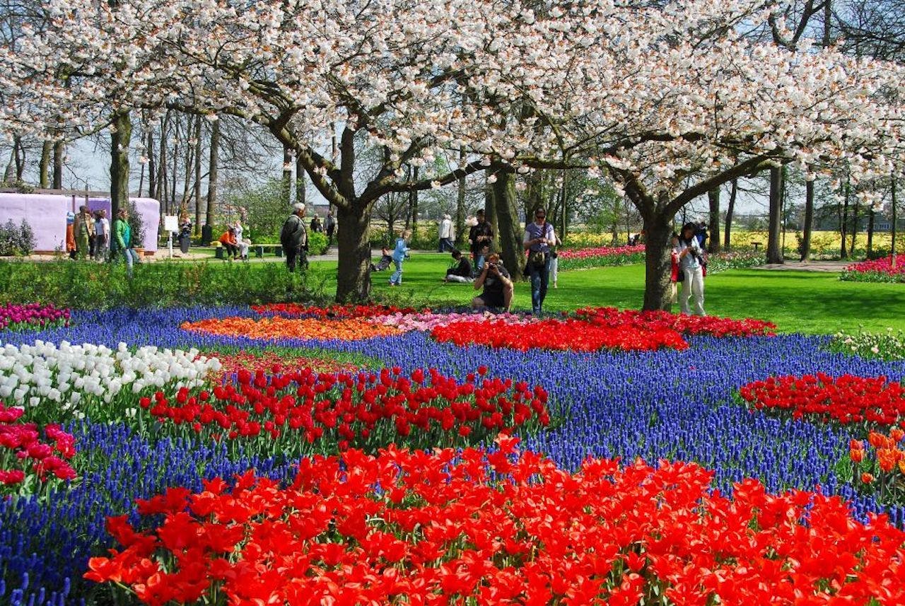 Keukenhof: Tour + Fattoria dei tulipani + Tour in barca dei mulini a vento — 2