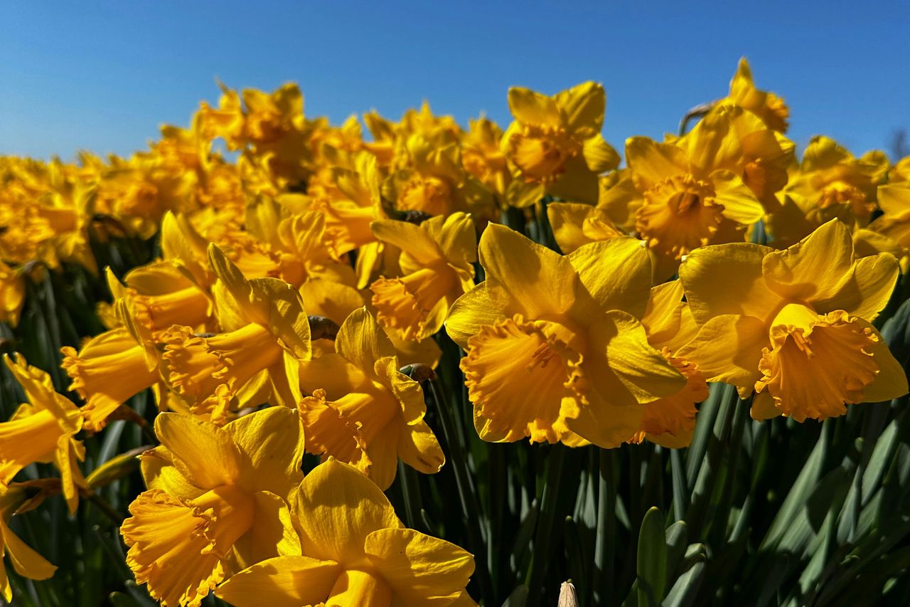 Amsterdam: Tour in bicicletta dei campi di tulipani in piccoli gruppi — 2