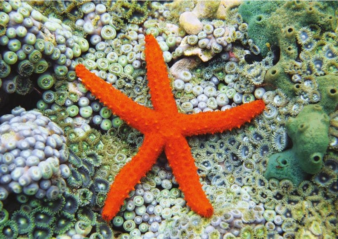 Acquario di Cattolica: Biglietto d'ingresso + Pranzo — 2