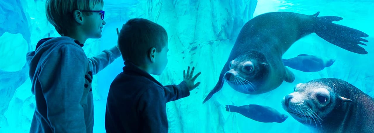 Gardaland SEA LIFE Aquarium: Biglietto d'ingresso — 3