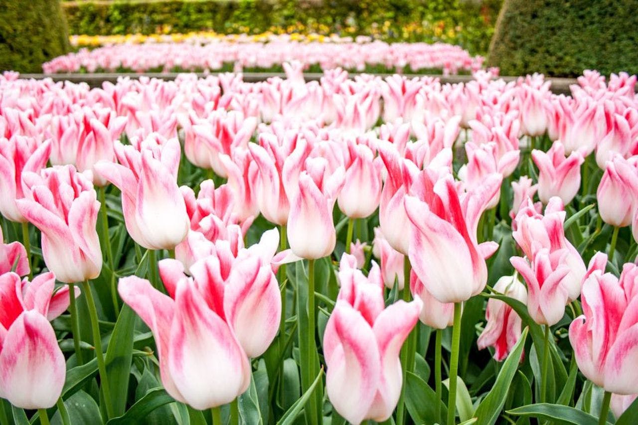 Keukenhof: Biglietto d'ingresso + Tour in barca tra i mulini a vento + Trasporto — 5