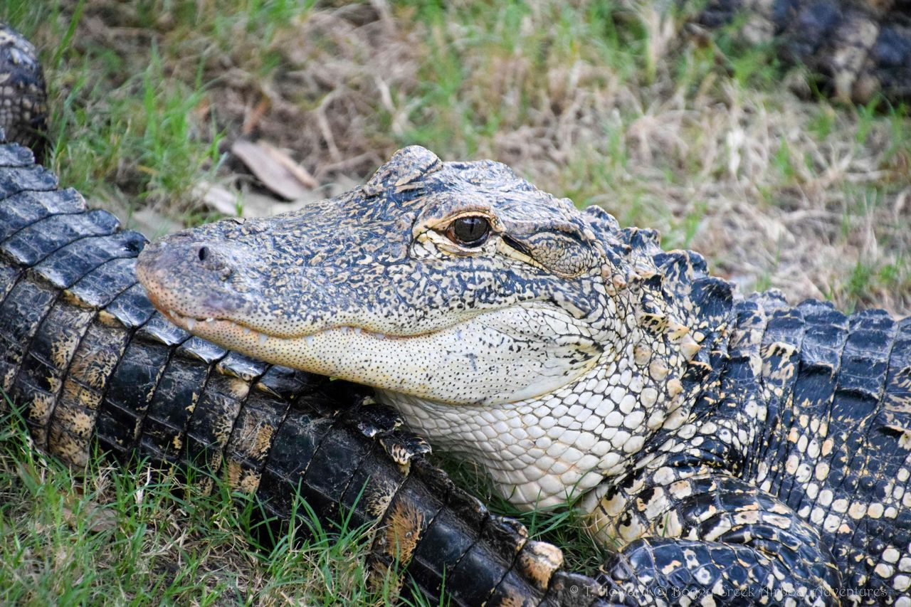 Kissimmee: tour in motoscafo delle Everglades di 1 ora a Boggy Creek — 2