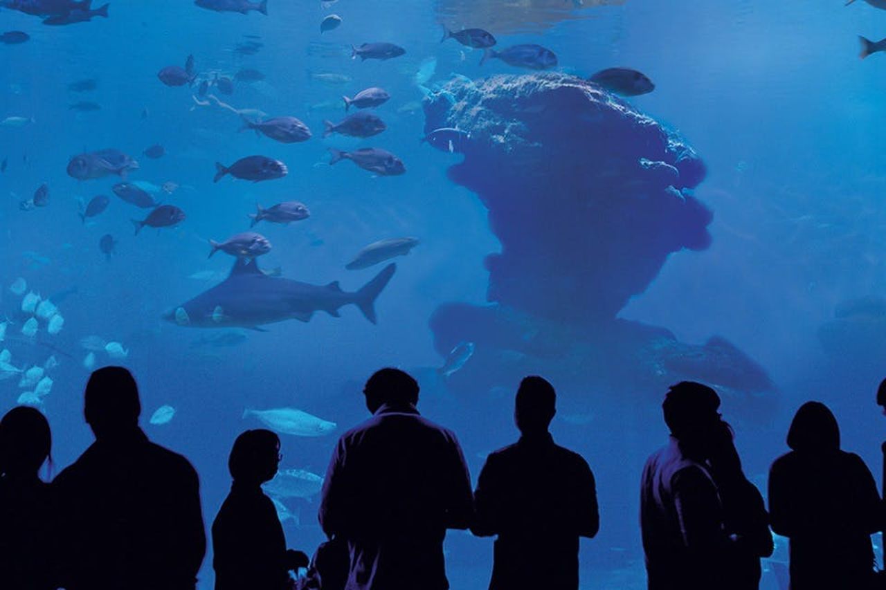 Palma Aquarium: Biglietto salta-coda + Cinema Aquadome 3D opzionale — 6