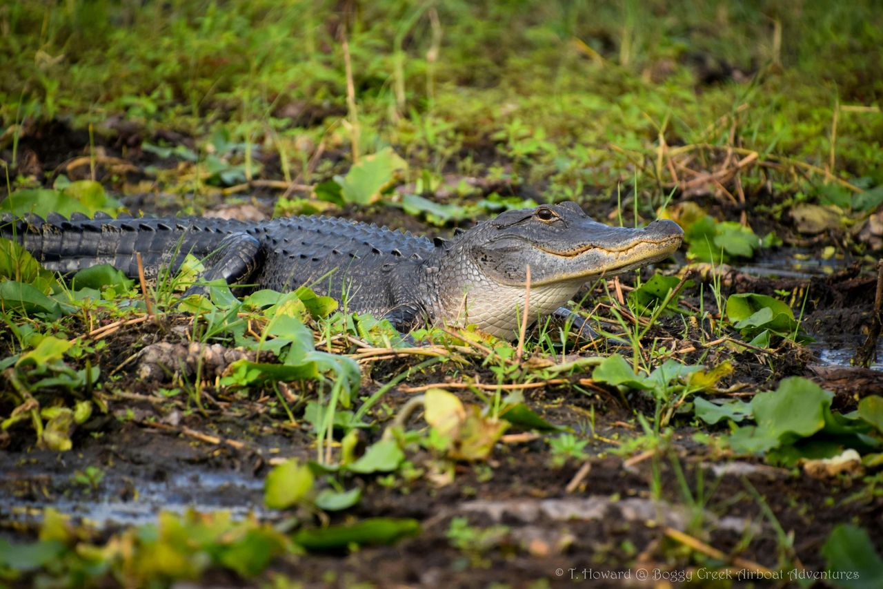 Kissimmee: tour in motoscafo delle Everglades di 1 ora a Boggy Creek — 8