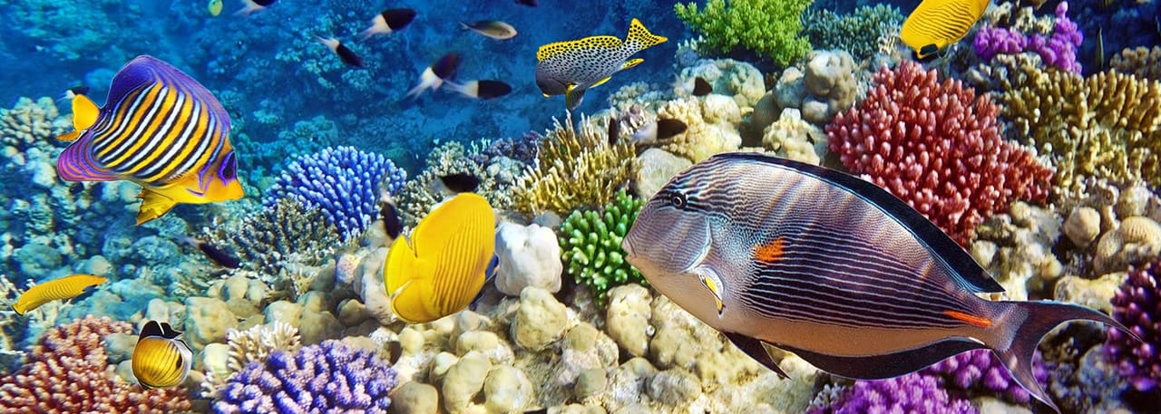 Gardaland SEA LIFE Aquarium: Biglietto d'ingresso — 4